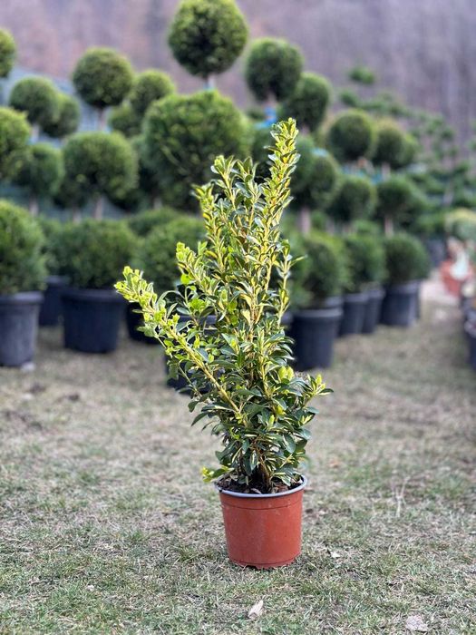 Plante Naturale pentru Amenajari Moderne