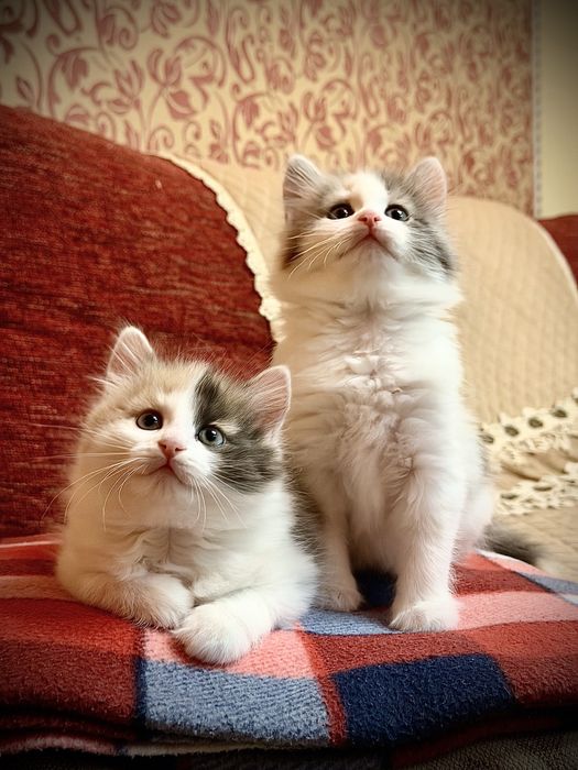 Сибирские котята