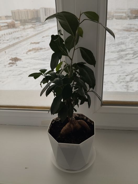 Комнатные растения. Бансай