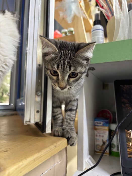 Котенок в добрые руки