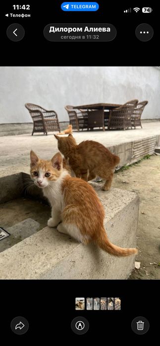 Mushuklar bepul beraman