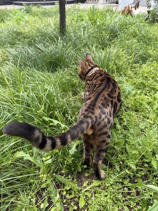 Элитный бенгальский кот приглашает на вязку