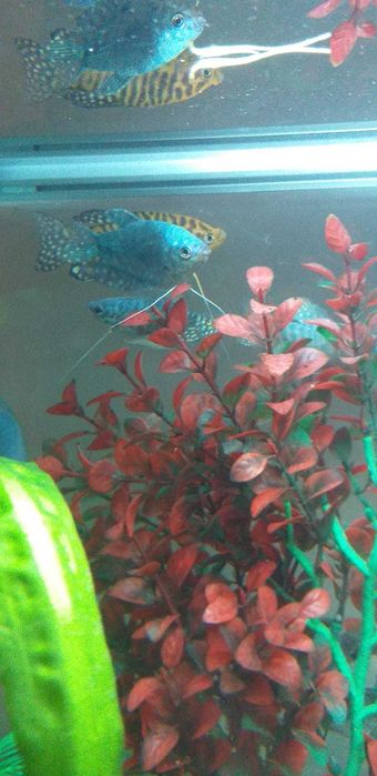 Vând acvariu 120 l
