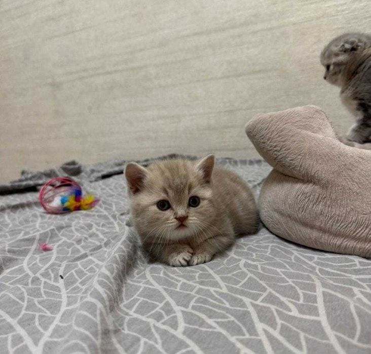Британские котята