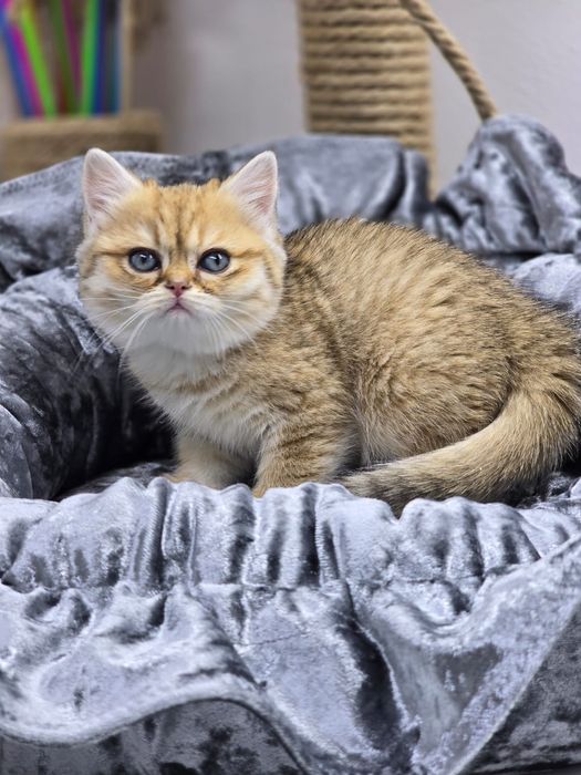 Котик и кошечка британские