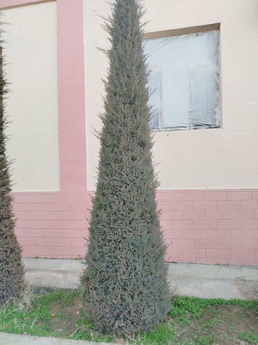 Archa 7 yillik yaxshi zor