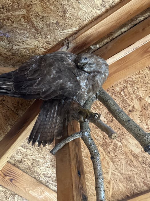 Продам орел сава