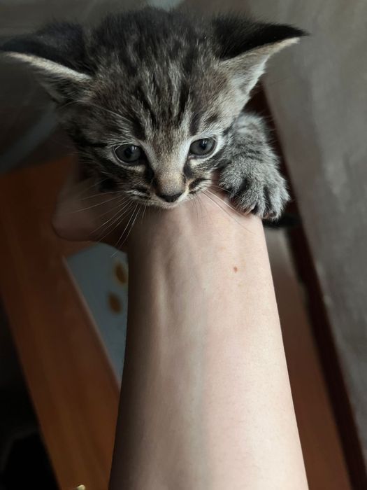 Отдам котят в добрые руки