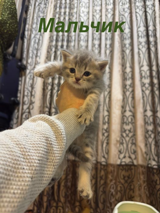 Toza scotch straight