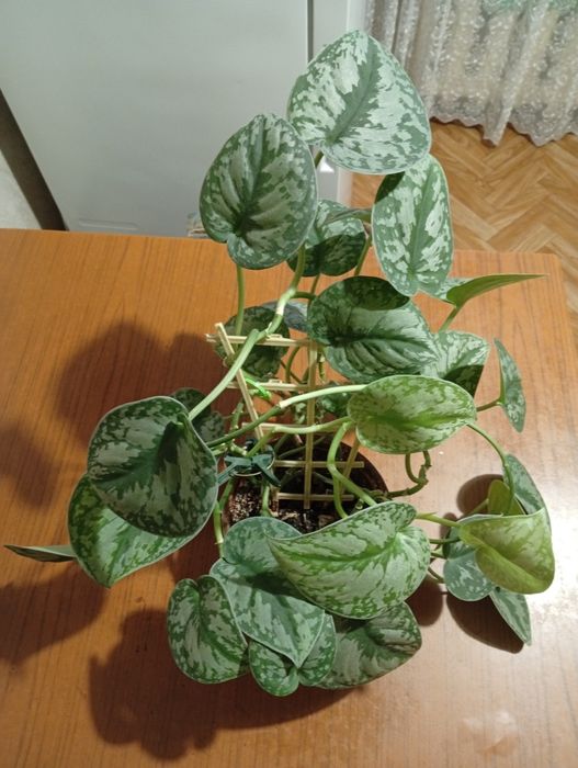 Продам ампельное растение сциндапсус пикта.