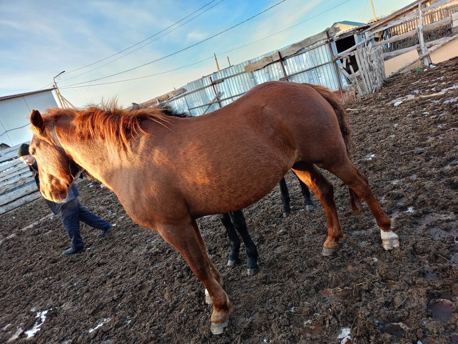 Продам лошадь семи летку