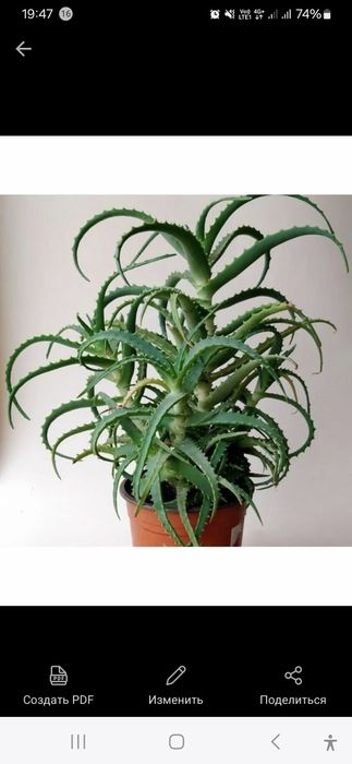 Алое лекарственный