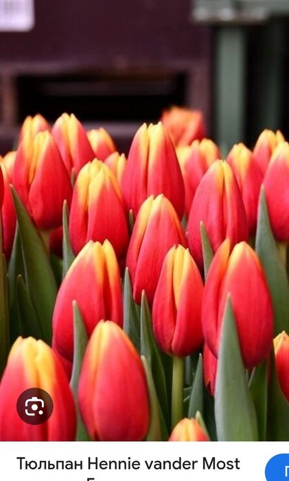 Тюльпаны Оптом  к 8 марта