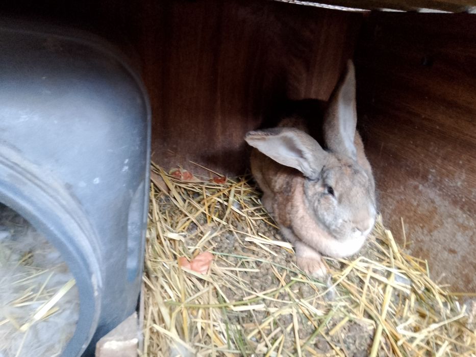 Продам кралчиху очень хорошо мат