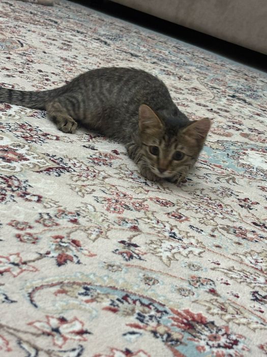 Котенок 4 месяцев