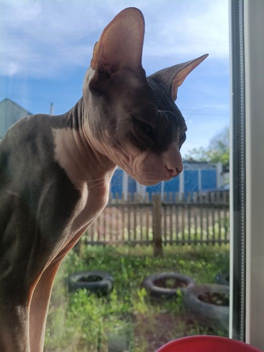кот сфинкс 2 года