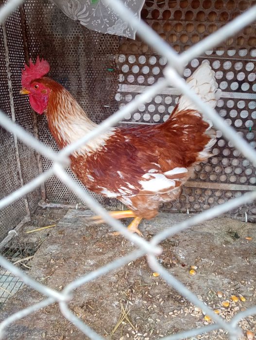 Қораз қораз қораз