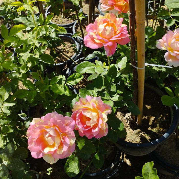 Атиргул 40 огайни кишгачон гулайдигани