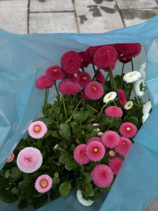 ofer meditatii romana cls 8