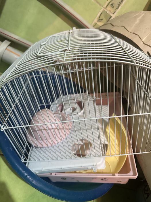 Хомикариум и вкусняшки