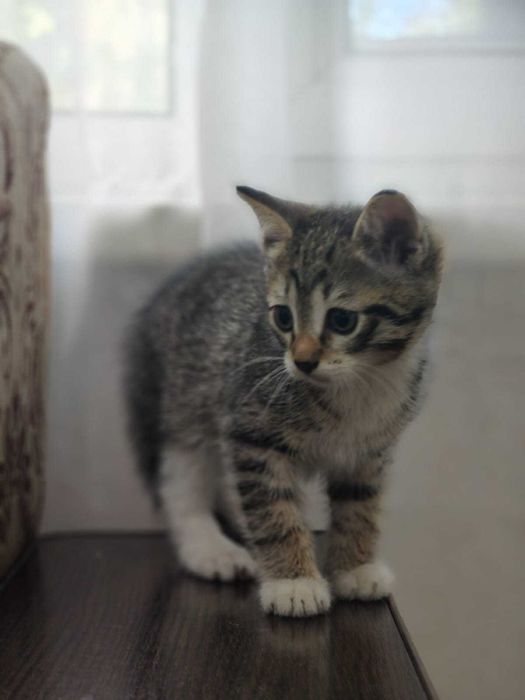 Отдам котят в ДОБРЫЕ руки