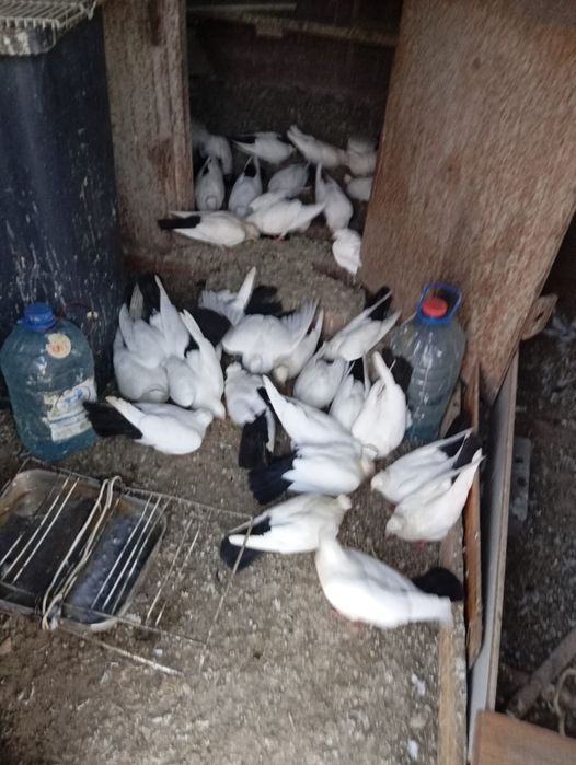 Голубятник / бакинские голуби