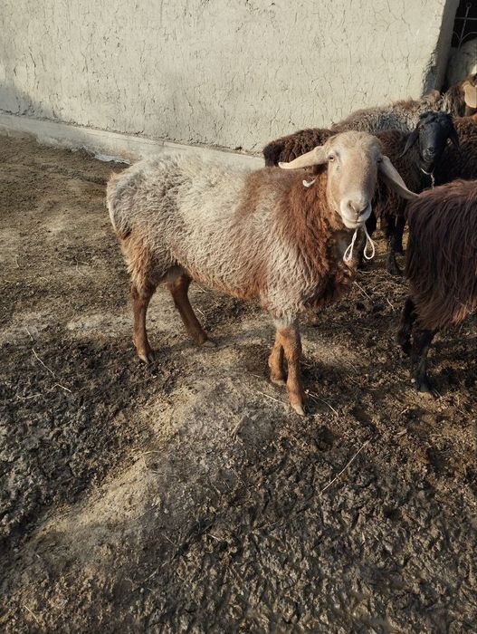 1 yosh quchqor sotiladi