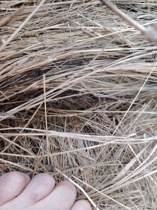 Vând baloti de fan rotunzi.