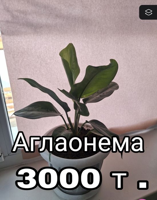 Долларовое дерево.