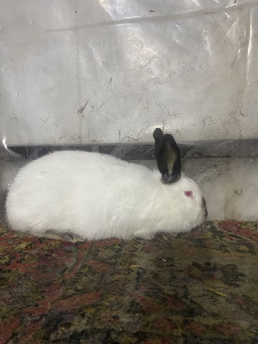 Продаются кролики калифорния серебро бурги