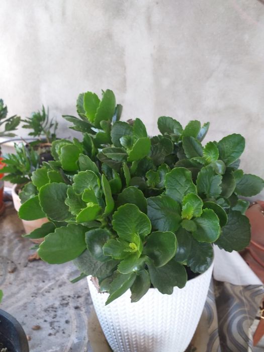 Flori de vanzare, nu le mai pot tine. Sunt flori tinute in casa cat si in curte, ingrijite.