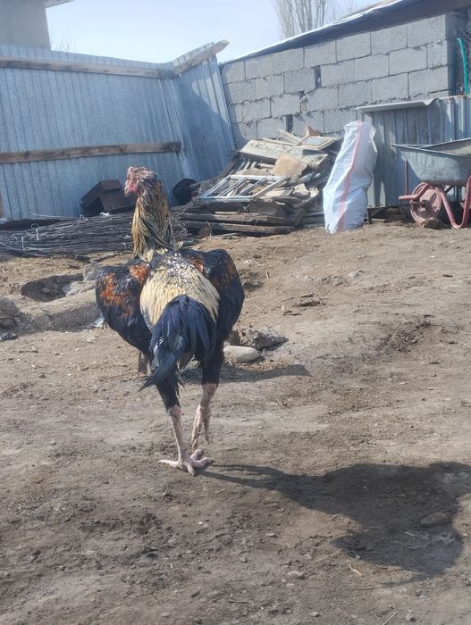 продам петуха дакана