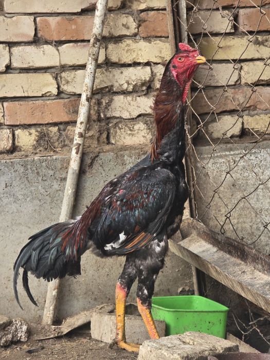 Dakan xoʻroz shamo