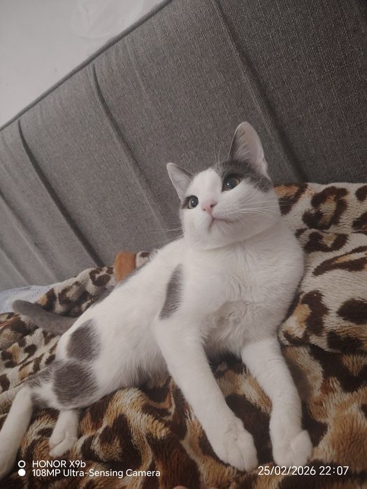 Мушук текинга берилади