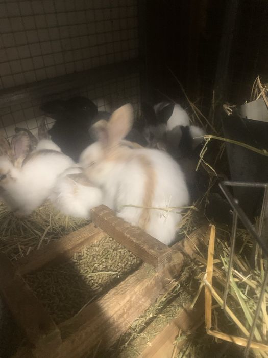 Налични зайци различни породи