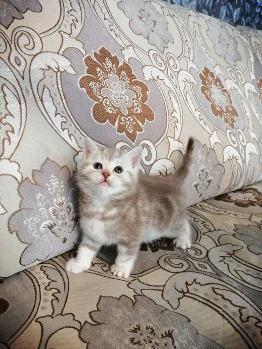 Котята мраморные шотландцы