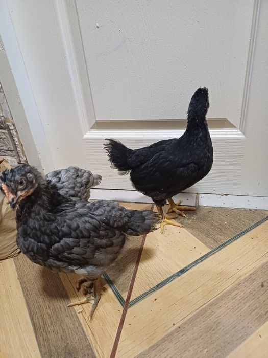 Vând sau schimb pui cu moț și fără