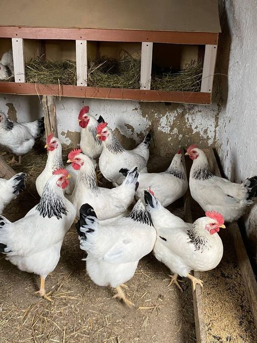 Адлерский Серебристый