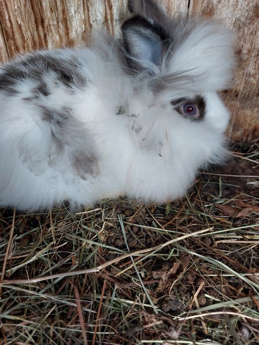 Iepuri pitici teddy,puiuți