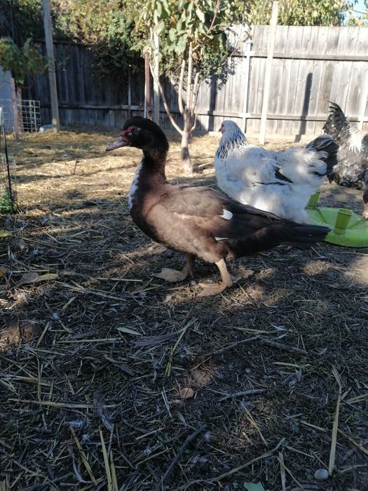 Rate mute ciocolatiu cu alb