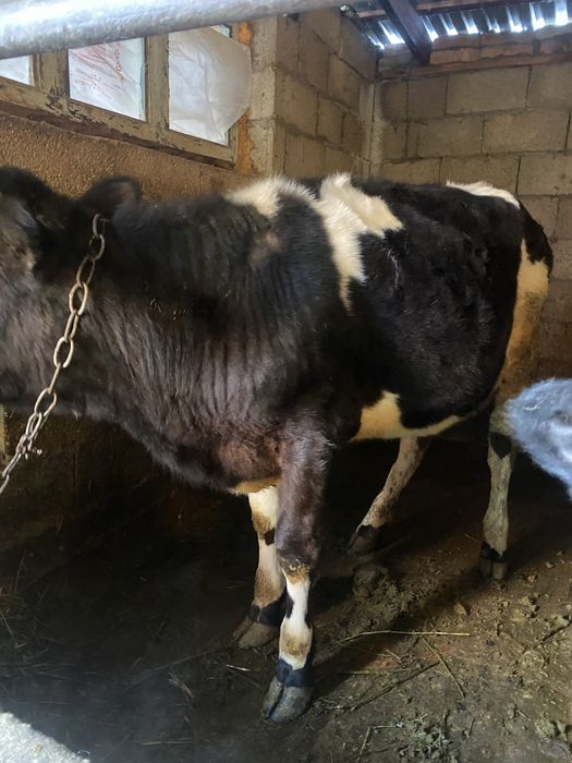 Галштейн годовалый