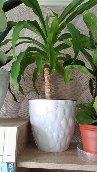 Юкка домашняя пальма