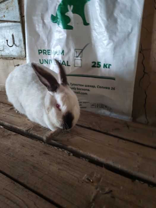 Kaliforniya quyoni Kaliforniya quyoni