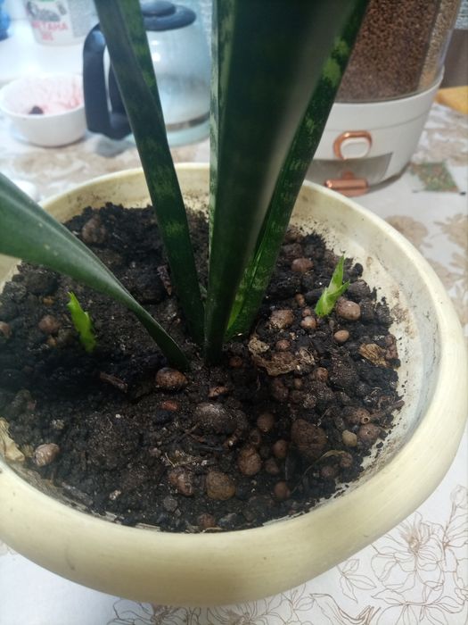 Продам щучий хвост