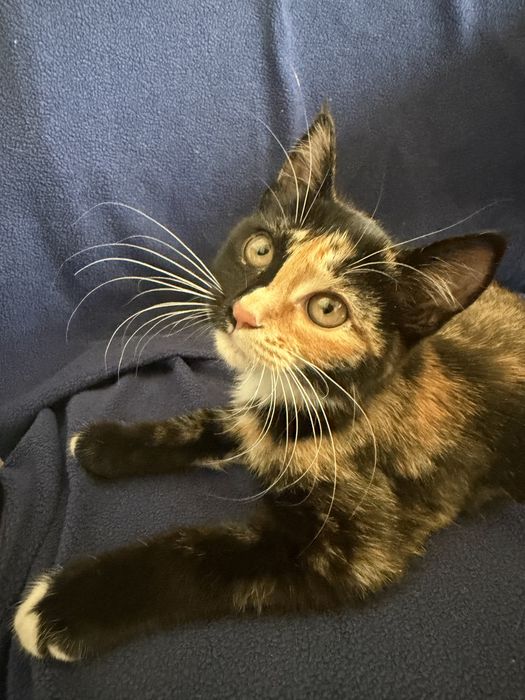 Котята бесплатно