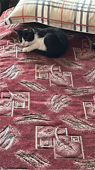 Отдам кошечку в добрые руки