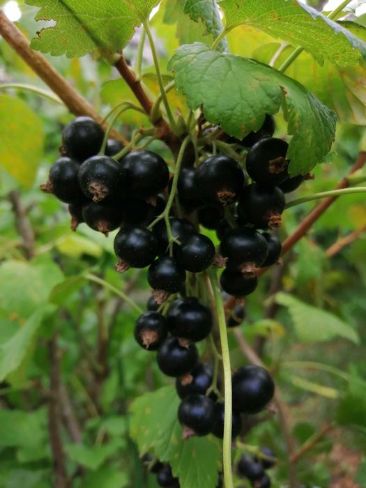 Coacăze negre proaspete