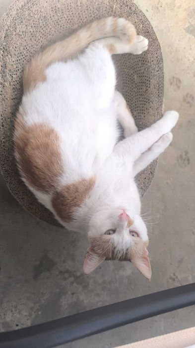 Adoptii pisici, o femela si 3 masculi