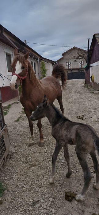 Iapa cu manza cuminte