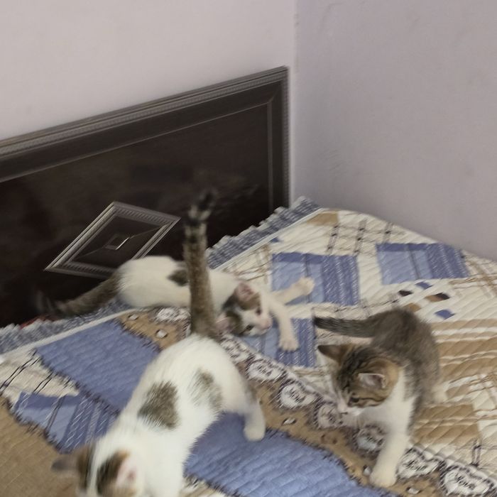 Эркак мушук болалари